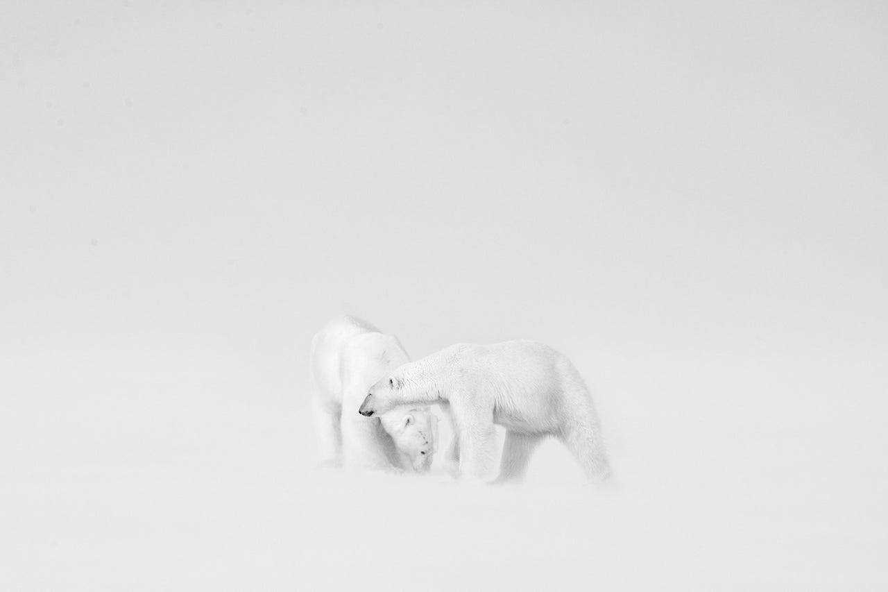 Eisbären im Schnee.