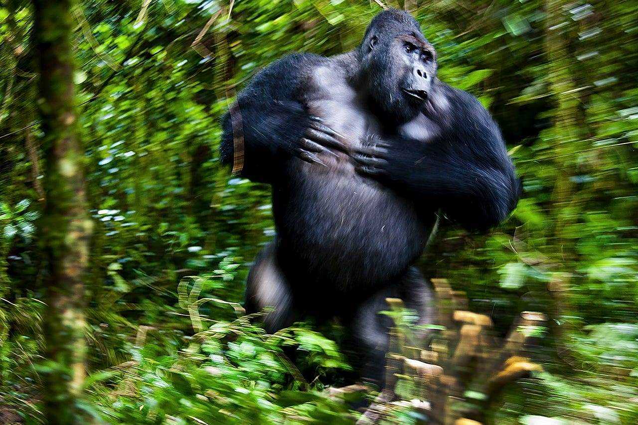 Ein Gorilla läuft durch den Wald.