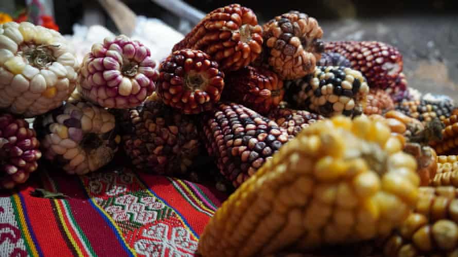 Mais, der für eine Samenbank in Ccachin, Cusco, gesammelt wurde.