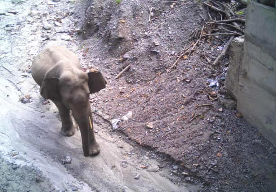 Wildtierunterführung für Elefanten an der NH2-Straße, Bhutan
