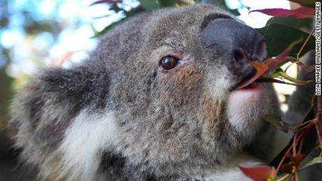 Koalas sterben an Chlamydien und der Klimawandel macht es noch schlimmer