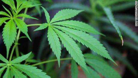 Luxemburg legalisiert als erstes Land in Europa Cannabis