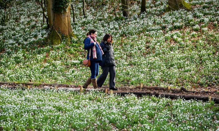 Menschen gehen an einem Teppich aus blühenden Schneeglöckchen im Painswick Rococo Garden, Painswick, Gloucestershire vorbei.2ATWK8M Menschen gehen an einem Teppich aus blühenden Schneeglöckchen im Painswick Rococo Garden, Painswick, Gloucestershire vorbei.