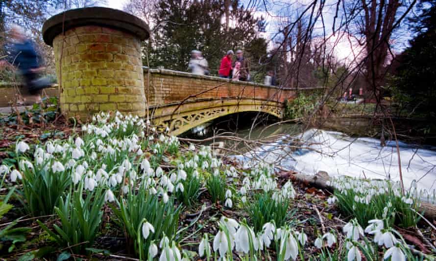 Überbrücken Sie die Lücke: Schneeglöckchen im Welford Park in Berkshire.