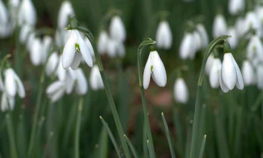 Frühe Blüte: Schneeglöckchen bei Tregoose in Cornwall, die ersten, die in Großbritannien blühen.