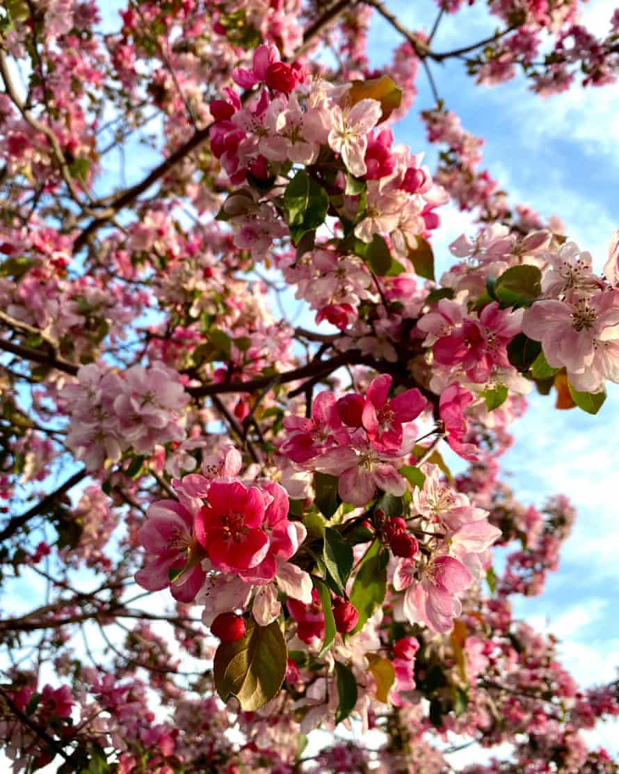 Kirschblüten im Frühjahr, Tiflis, Georgien