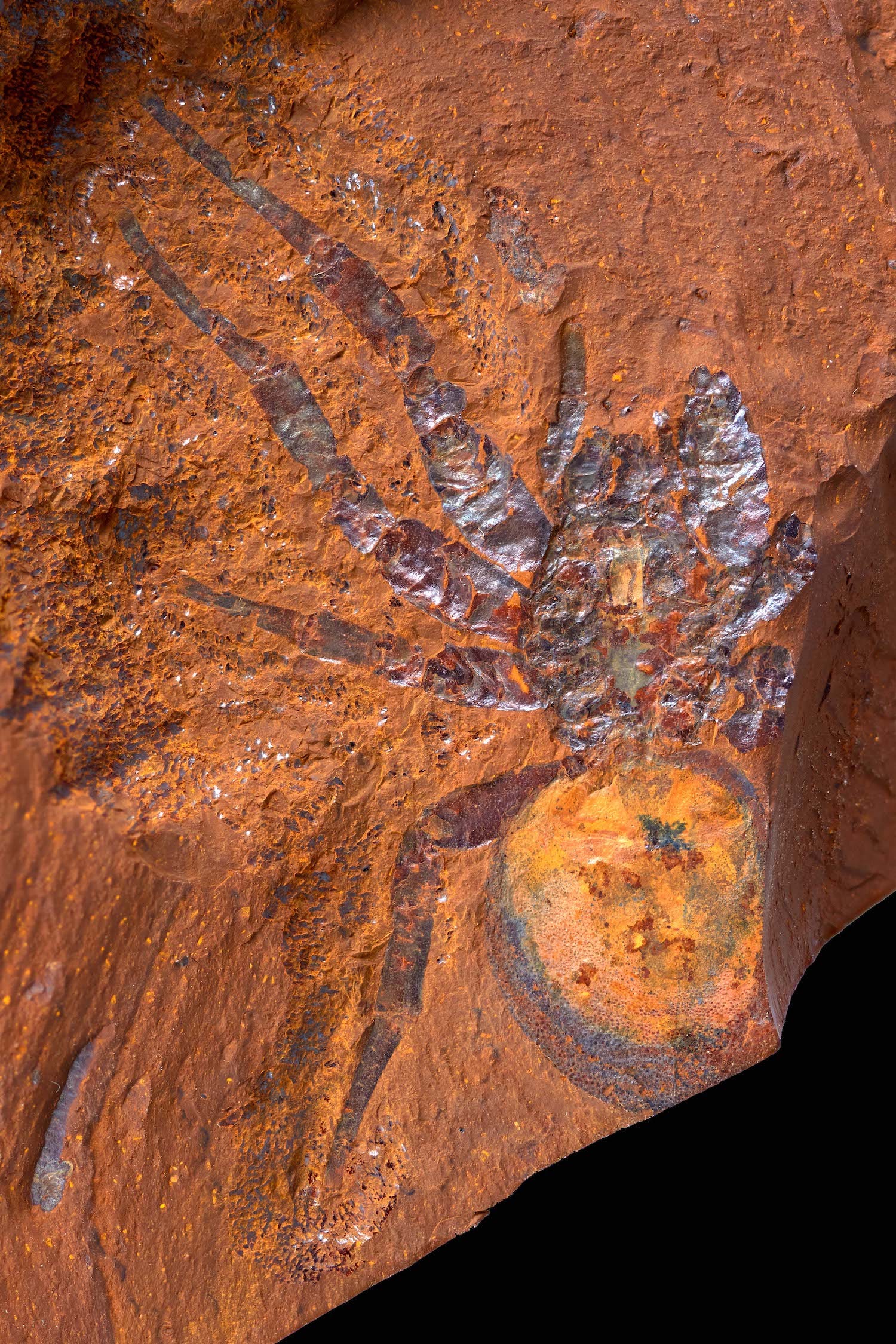 Spinnenfossilabdruck auf orangerotem Felsen