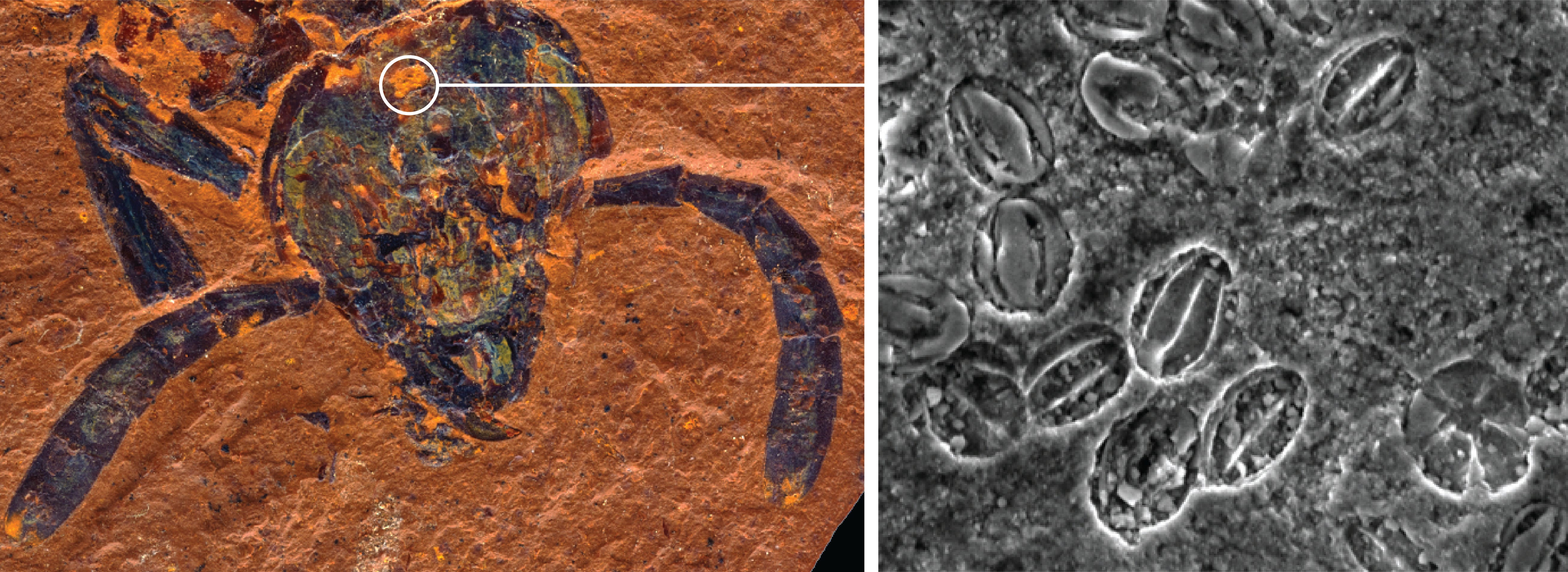 geteiltes Bild links Blattwespenkopffossil rechts Schwarzweiß-Mikroskopaufnahme von Pollenkörnern
