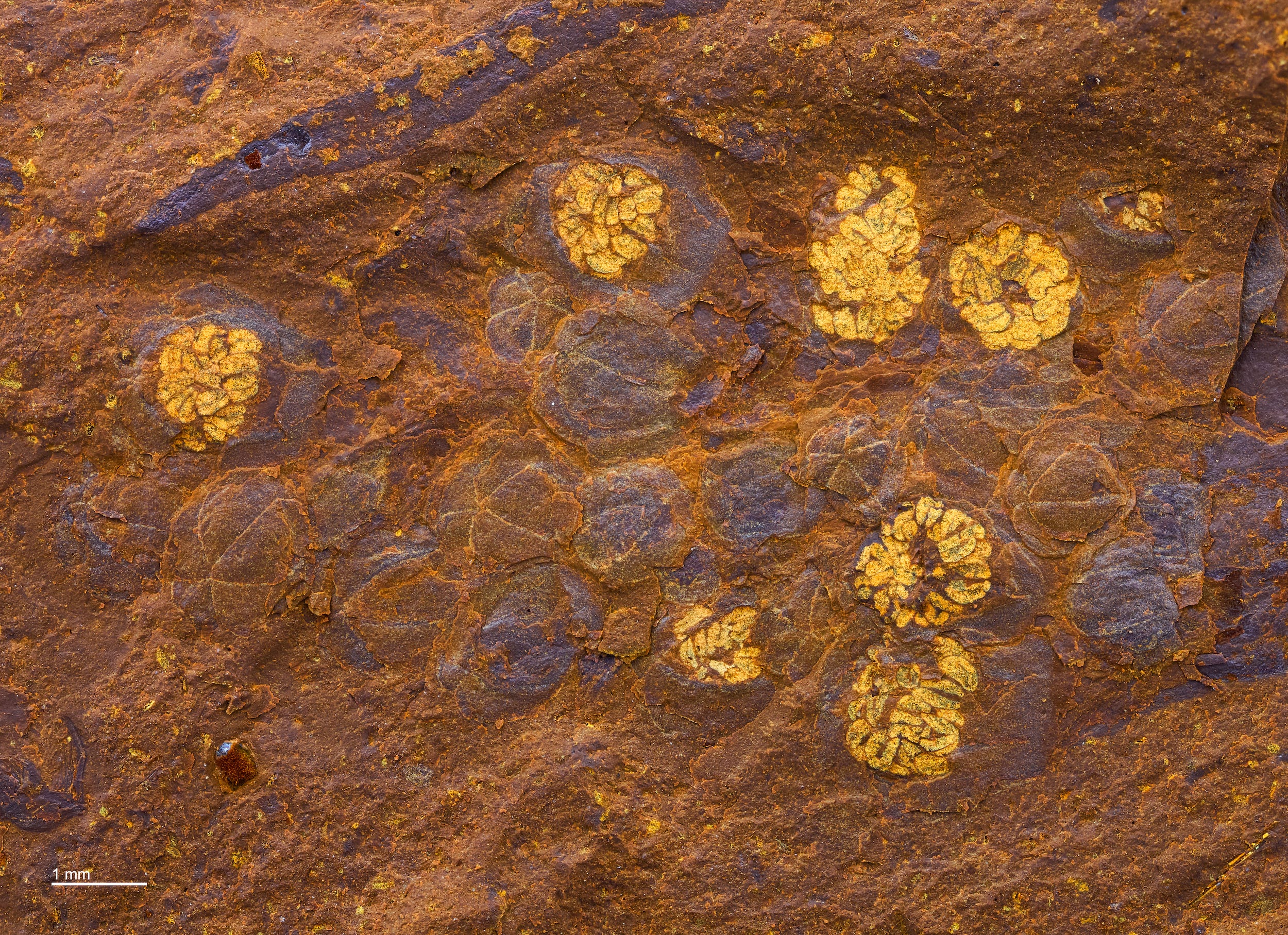 gelbvioletter Blütenfossilienabdruck auf rotbraunem Gestein