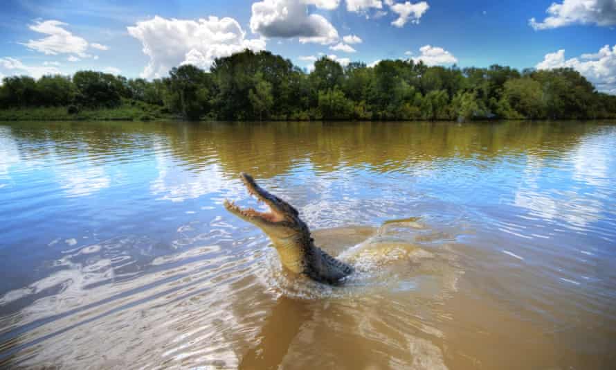 Springendes Krokodil im Adelaide River, Darwin