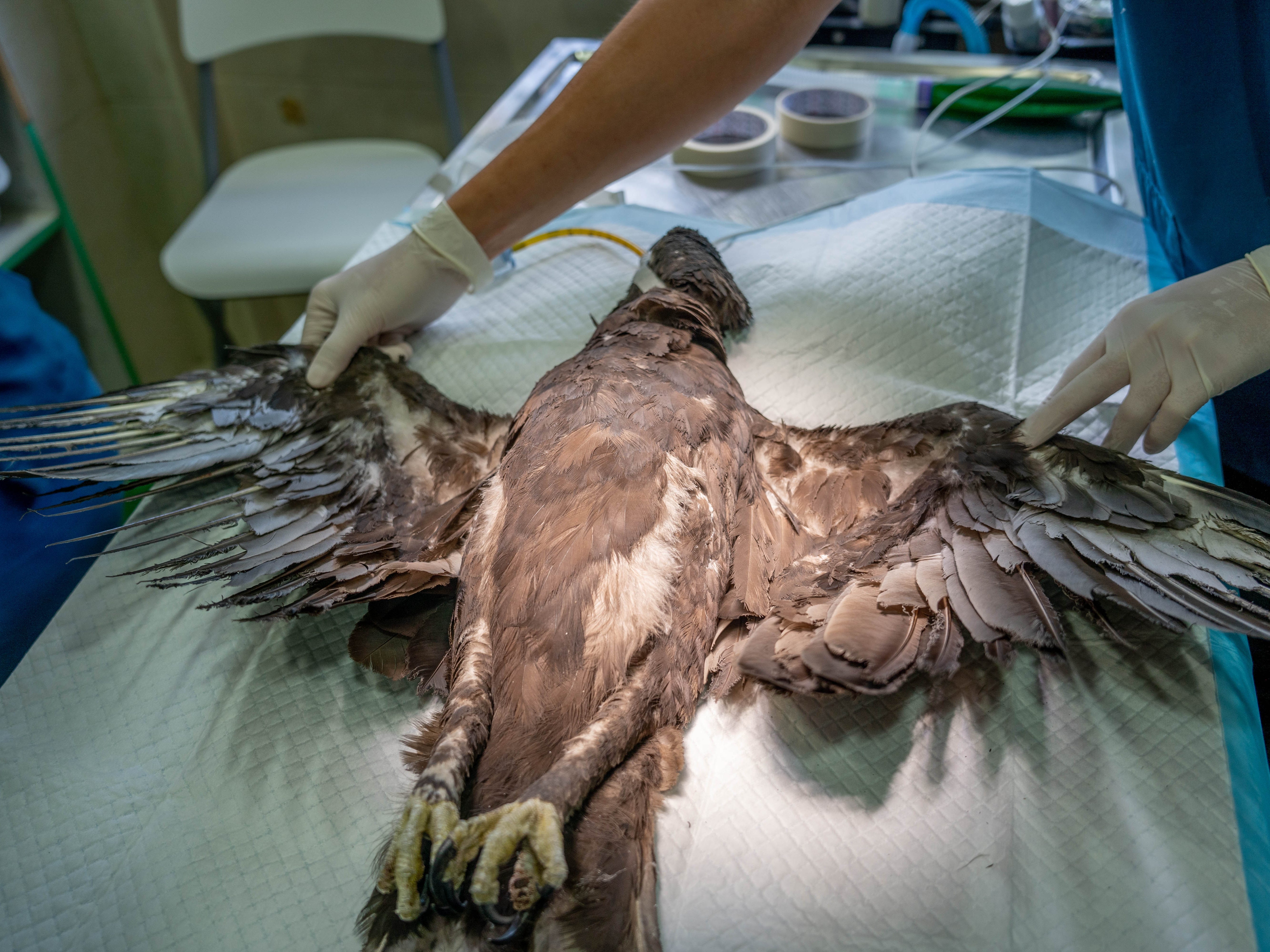 Ein veränderlicher Adlerfalke in Singapur, der von Tierärzten im Jurong Bird Park behandelt wird