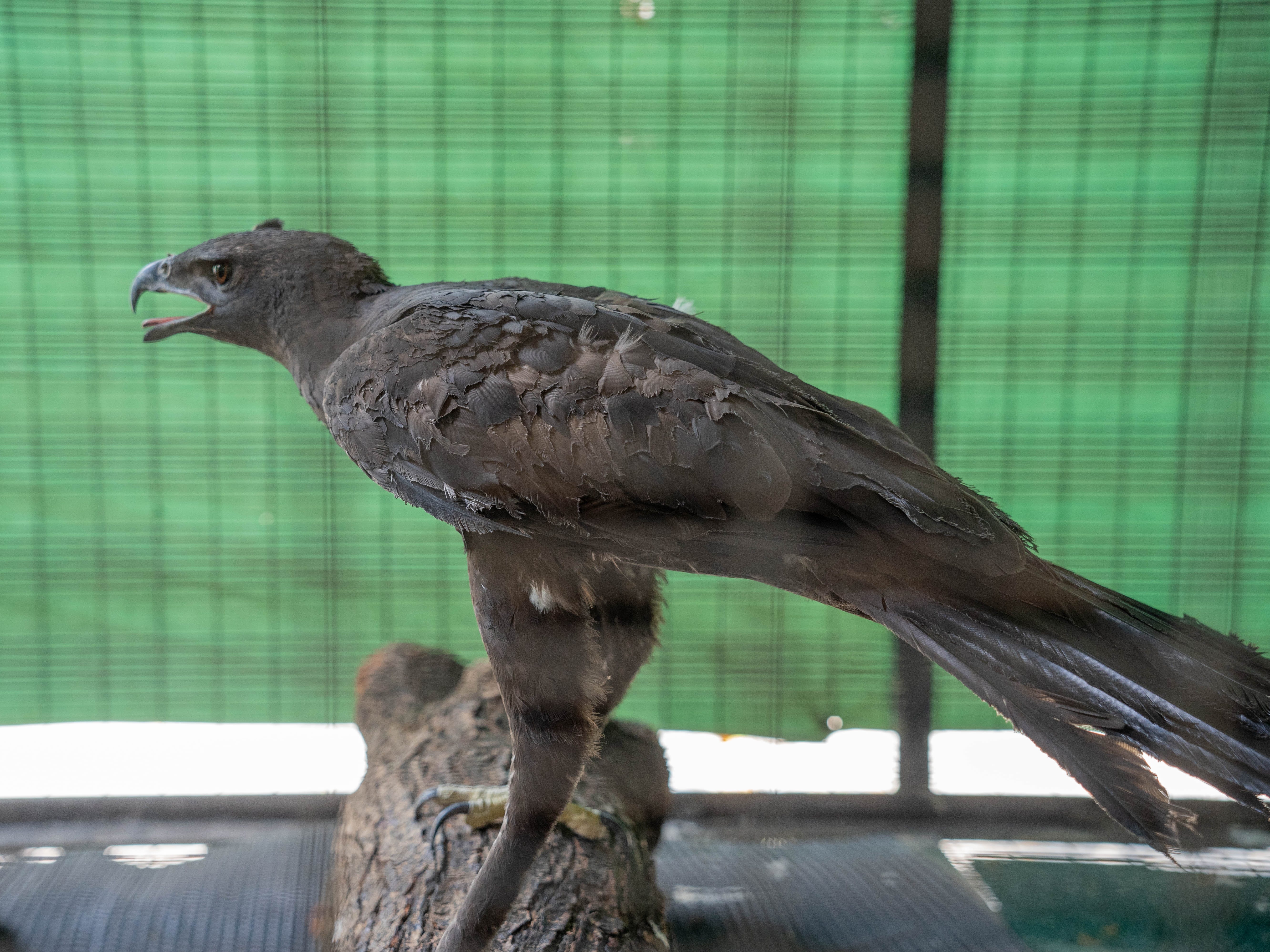 Ein veränderbarer Falkenadler in einem Käfig im Jurong Bird Park in Singapur