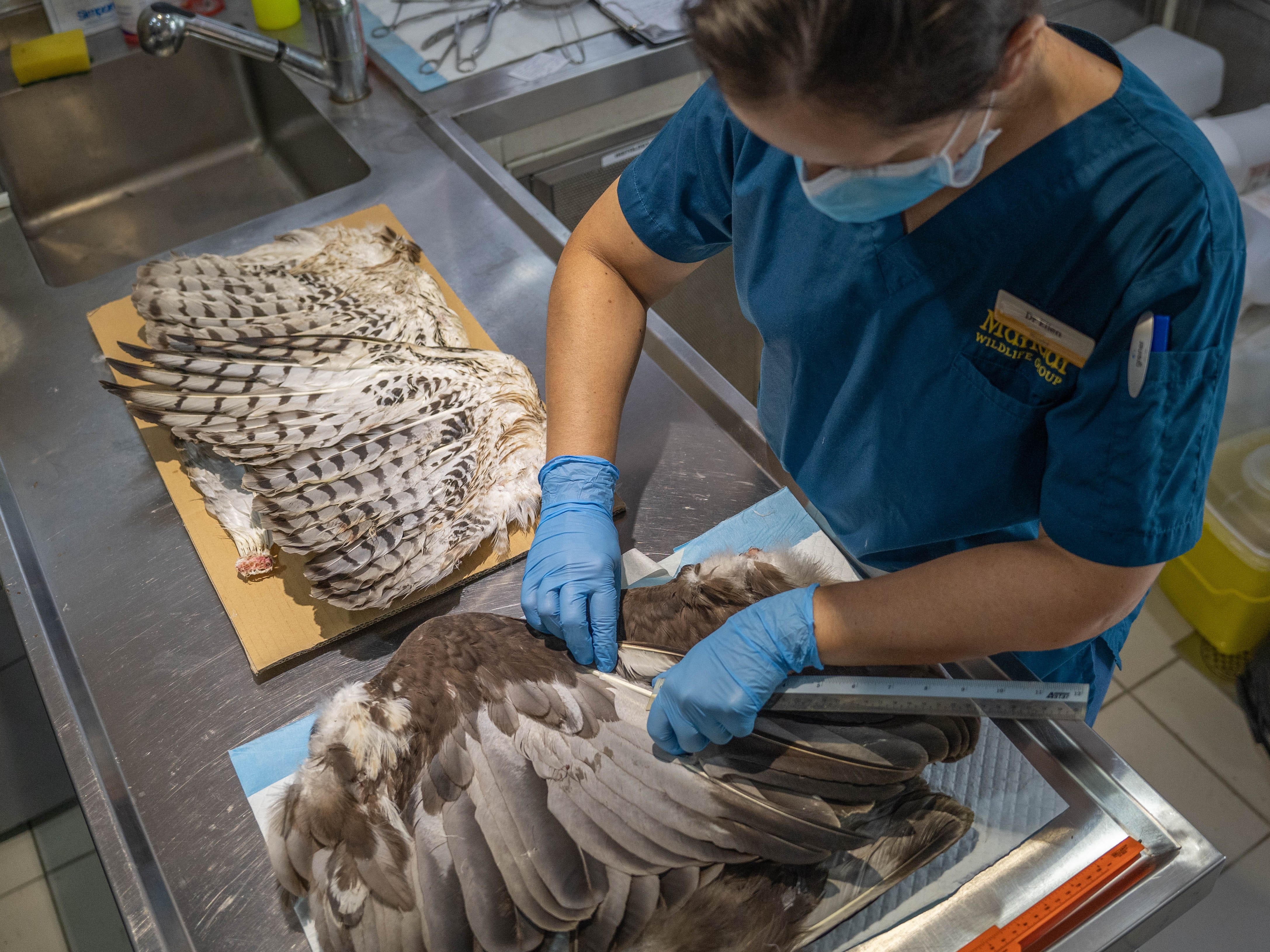 Ein Tierarzt misst die Federn an einem Paar Spenderflügel von toten veränderlichen Adlerfalken
