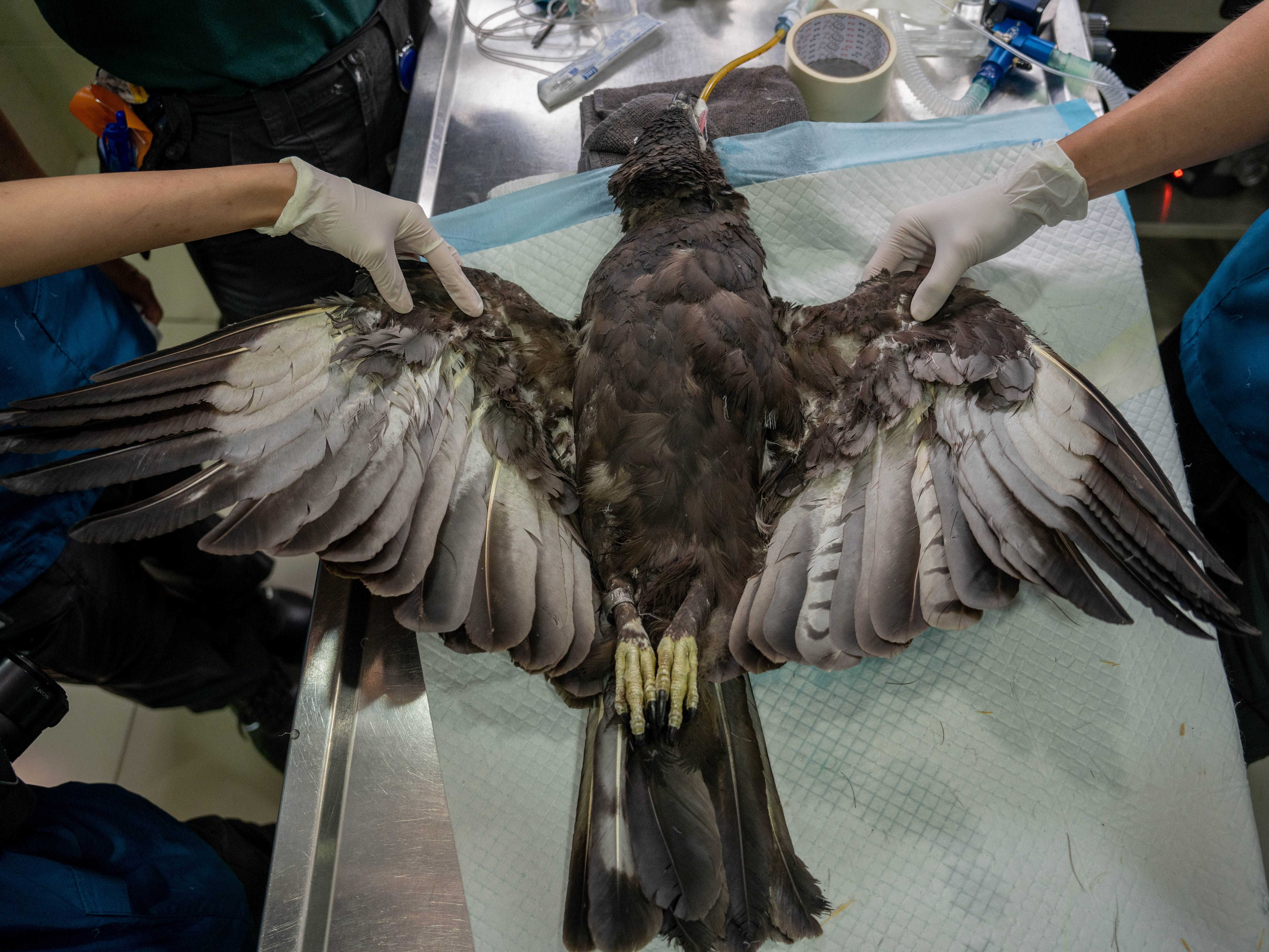 Die Ersatzfedern eines geretteten veränderbaren Adlerfalken