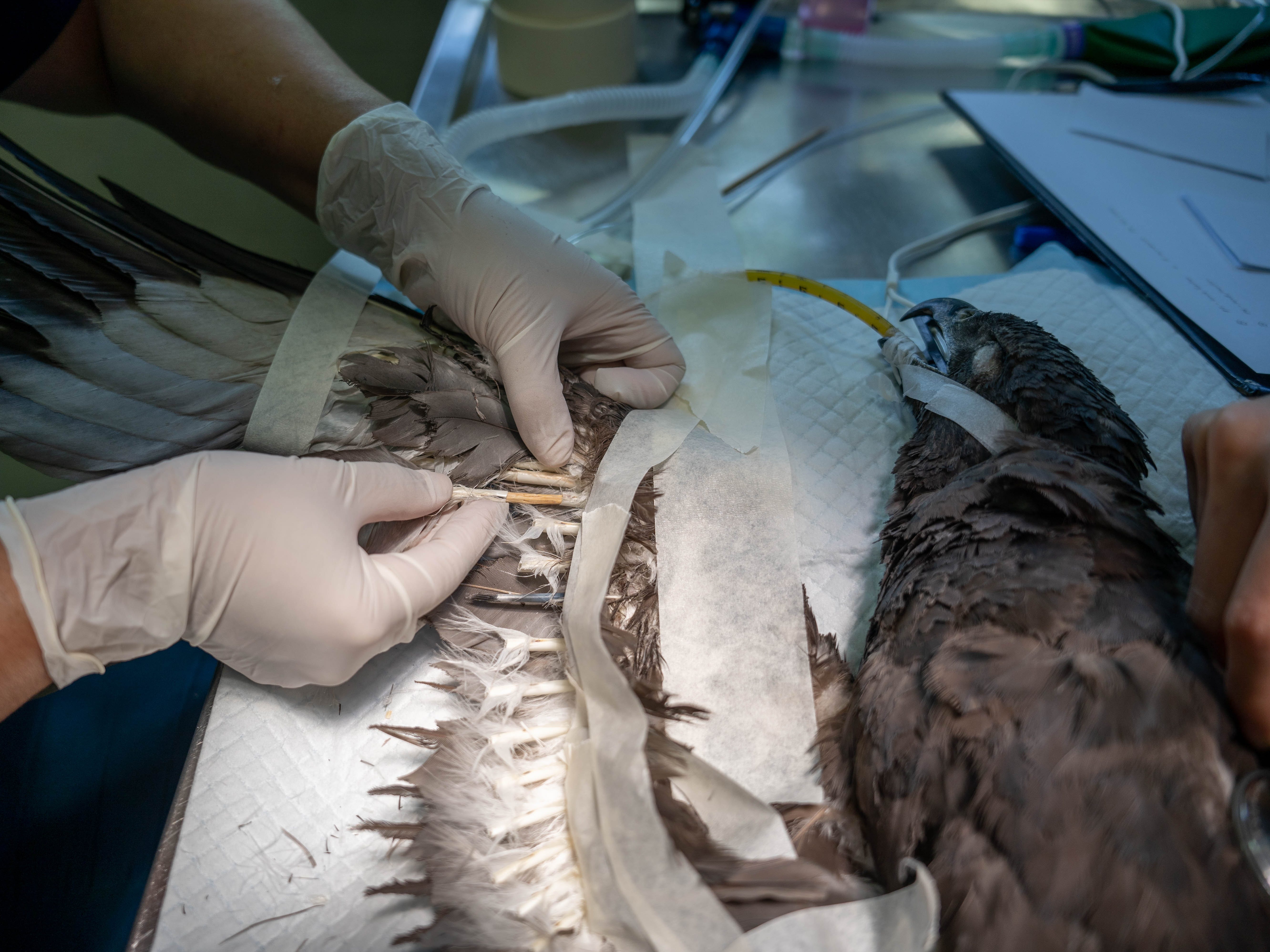 Ein Tierarzt, der ein Imping-Verfahren an einem verletzten veränderlichen Adlerfalken durchführt