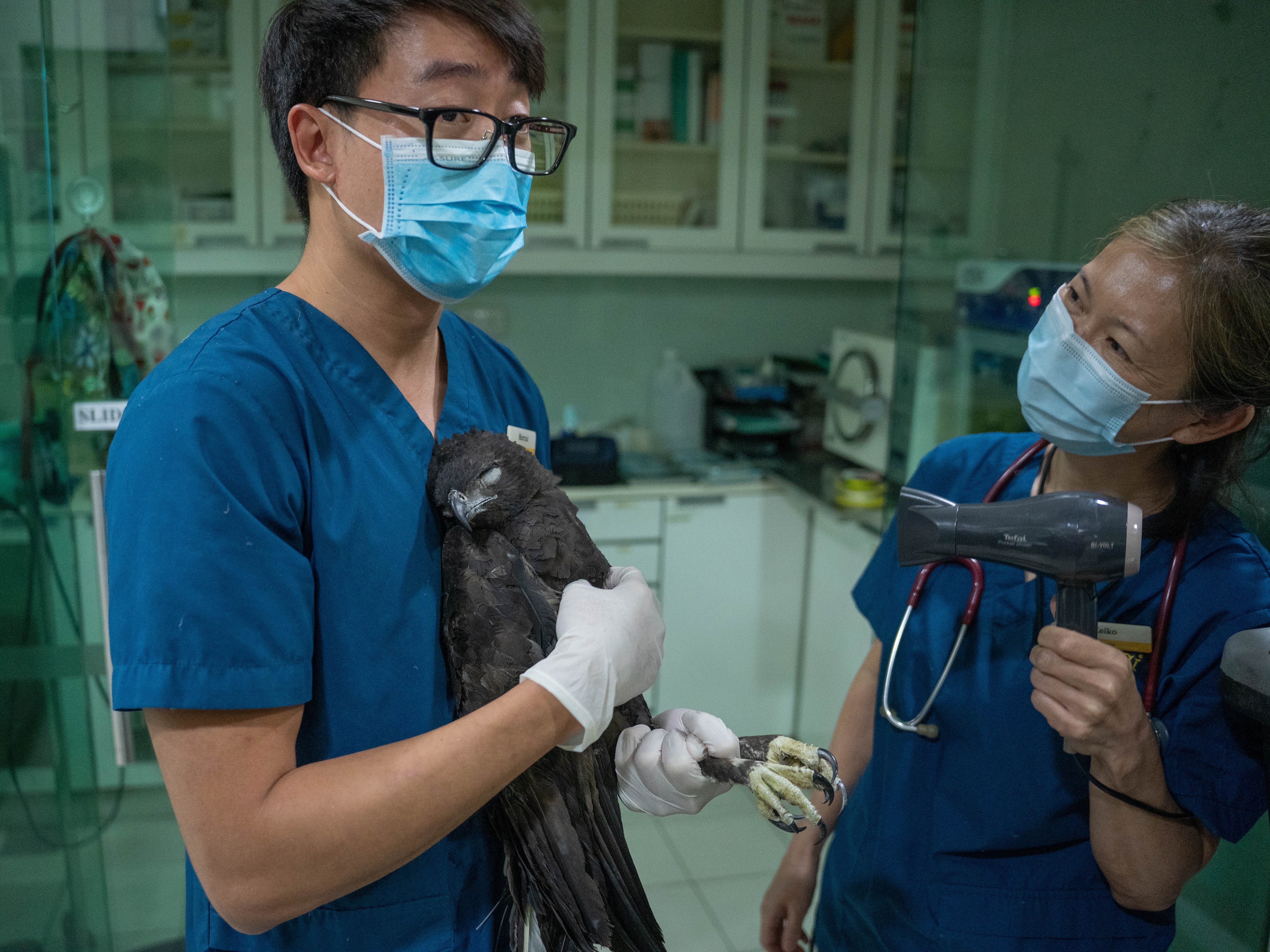 Tierärztliche Krankenschwestern helfen beim Aufwärmen des wandelbaren Adlerfalken, während er sich von der Narkose erholt