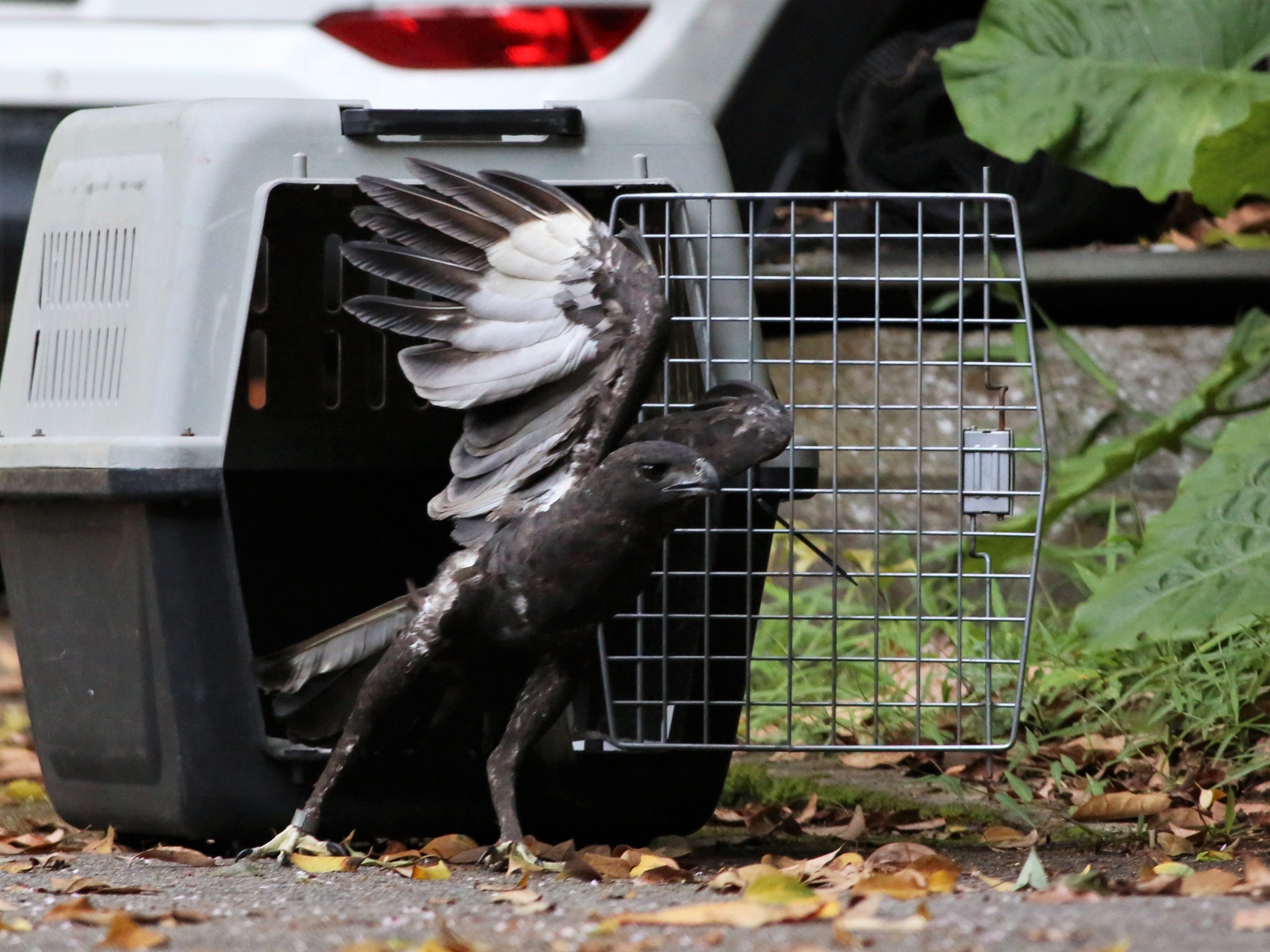 Ein geretteter veränderbarer Adlerfalke, der nach einer Behandlung im Jurong Bird Park von seinem Träger befreit wird