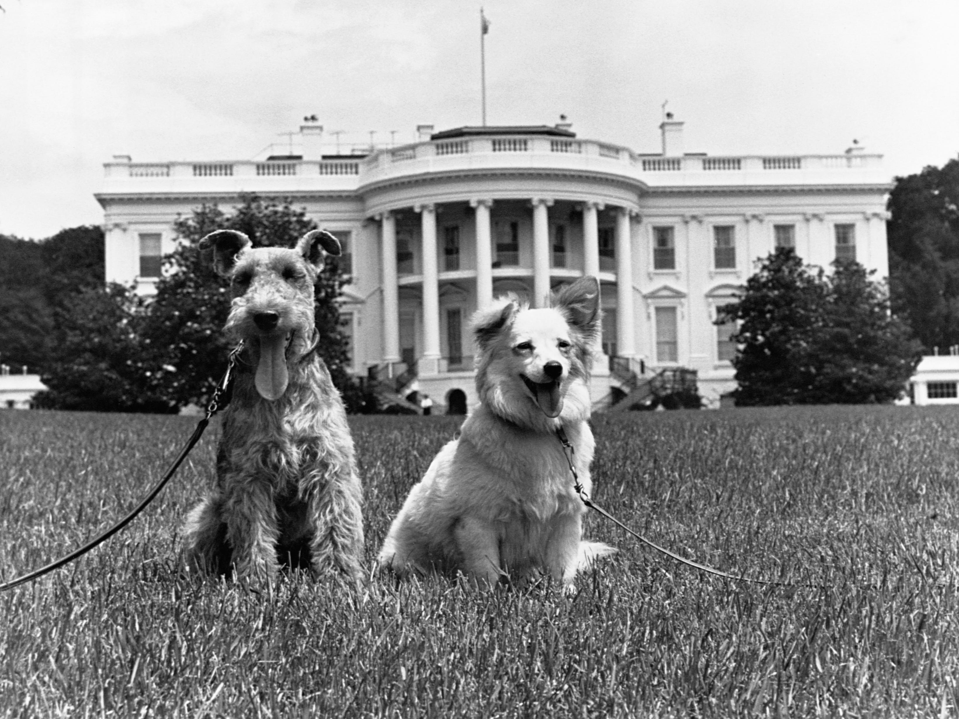 Die Hunde der Familie Kennedy, Charlie und Pushinka, im Weißen Haus im Jahr 1961.