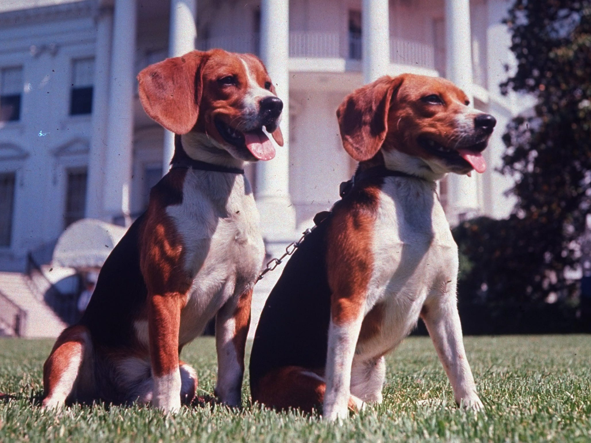 Präsident Lyndon B. Johnsons Haustier Beagles Him and Her auf dem Rasen des Weißen Hauses.