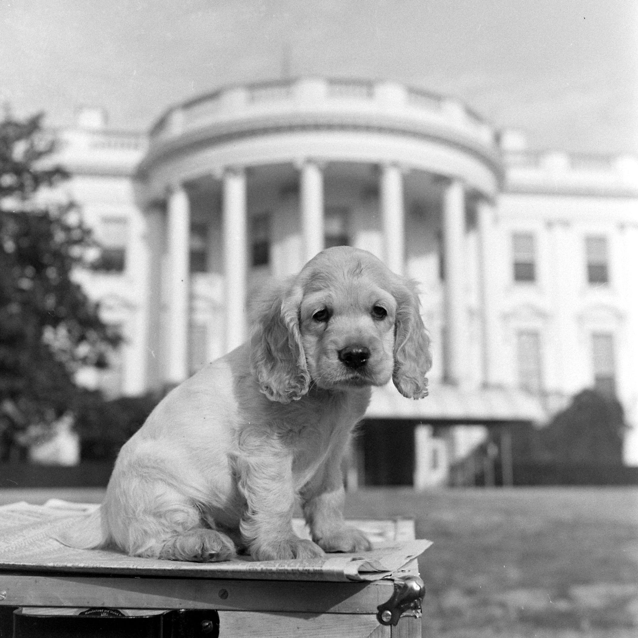 Harry Trumans Hund Feller sitzt vor dem Weißen Haus.