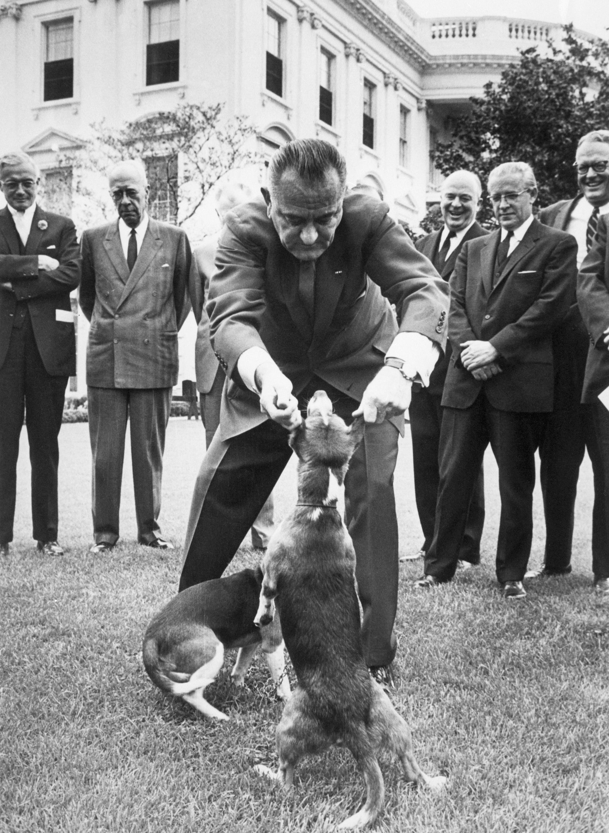 Präsident Johnson zieht spielerisch an den Ohren seiner Haustier-Beagles.
