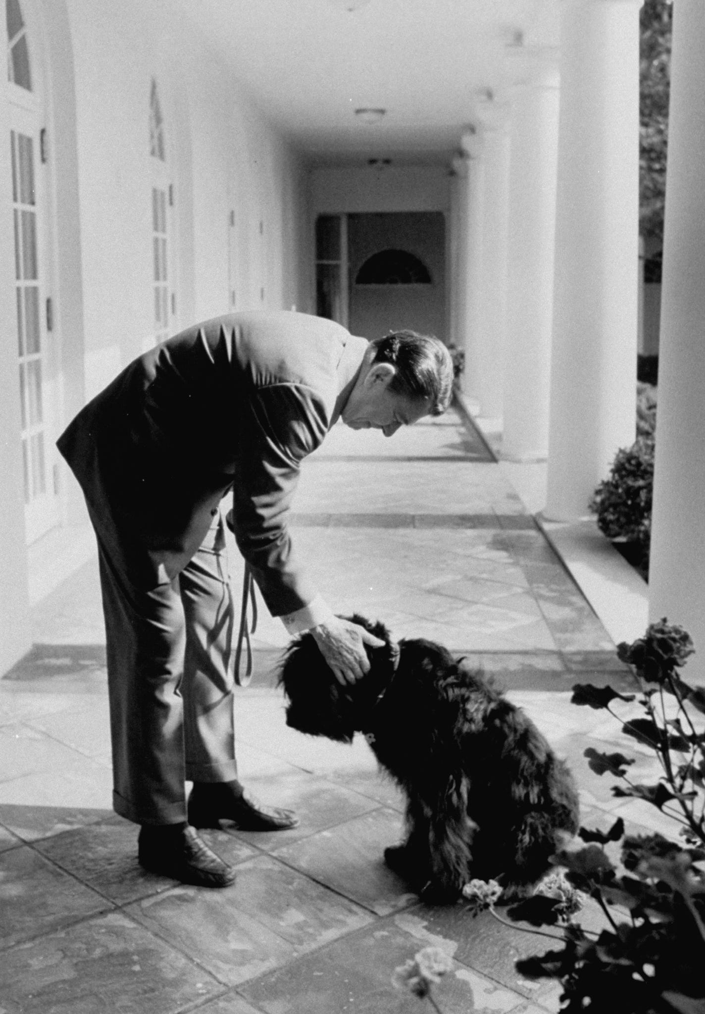 Präsident Ronald Reagan streichelt seinen Hund Lucky vor dem Weißen Haus.