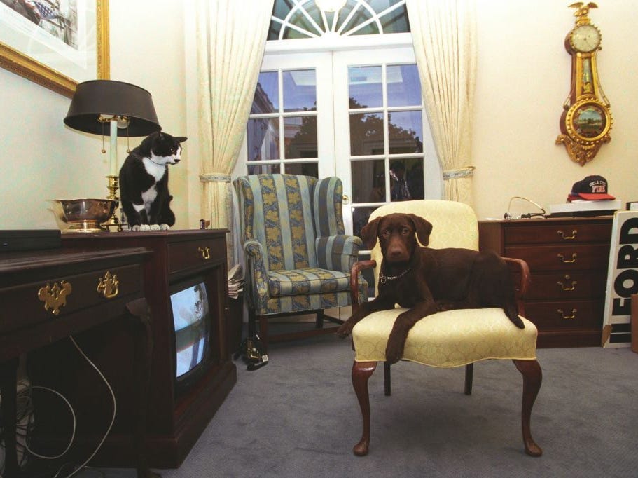 Socken die Katze und Buddy der Hund, die Haustiere des Weißen Hauses von Clinton