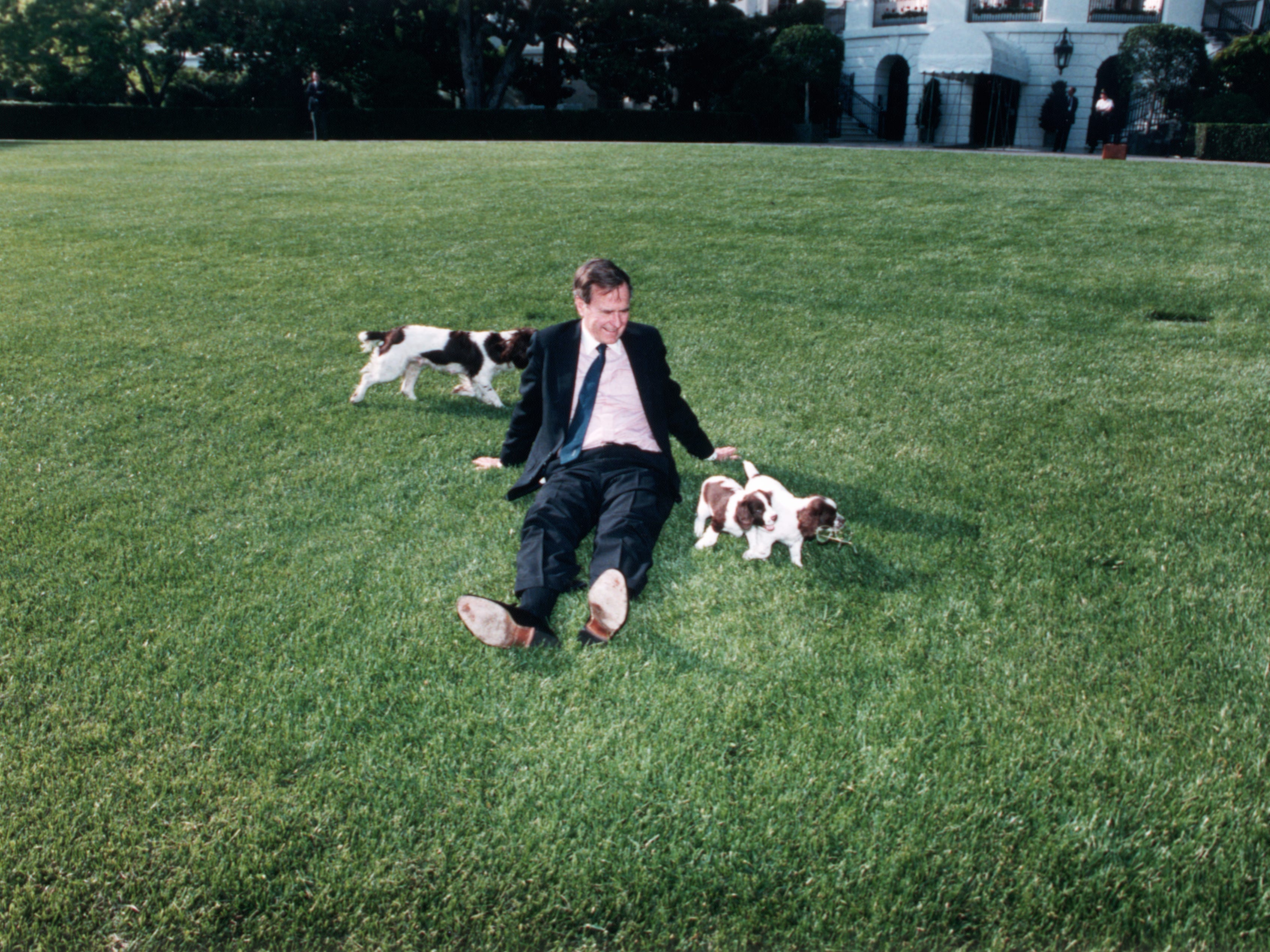 Präsident George Bush sitzt mit Springer Spaniel Millie und Welpen auf dem Rasen des Weißen Hauses.
