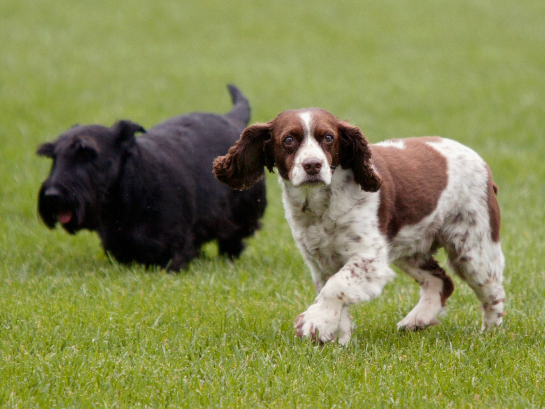 Die Hunde von Präsident George W. Bush, Spot (rechts) und Barney (links).