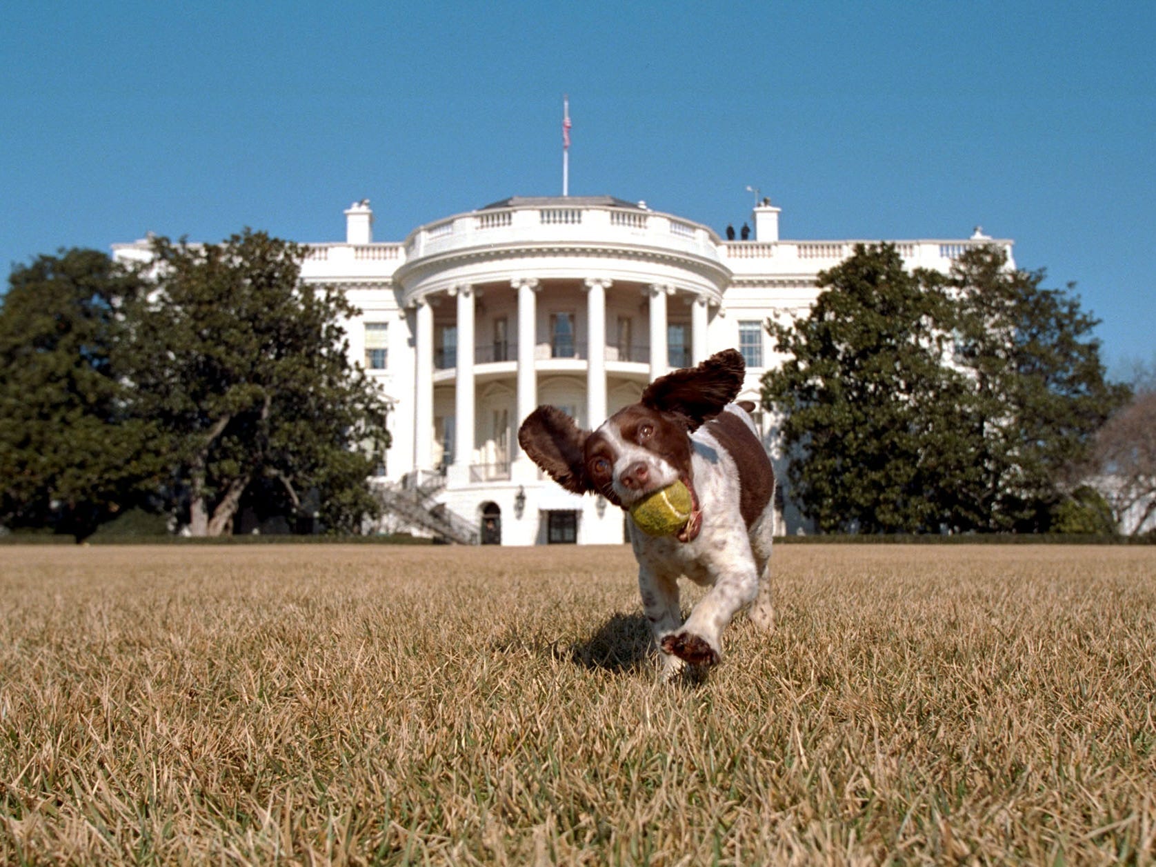 George W. Bushs Hund Spot spielt 2001 auf dem South Lawn.