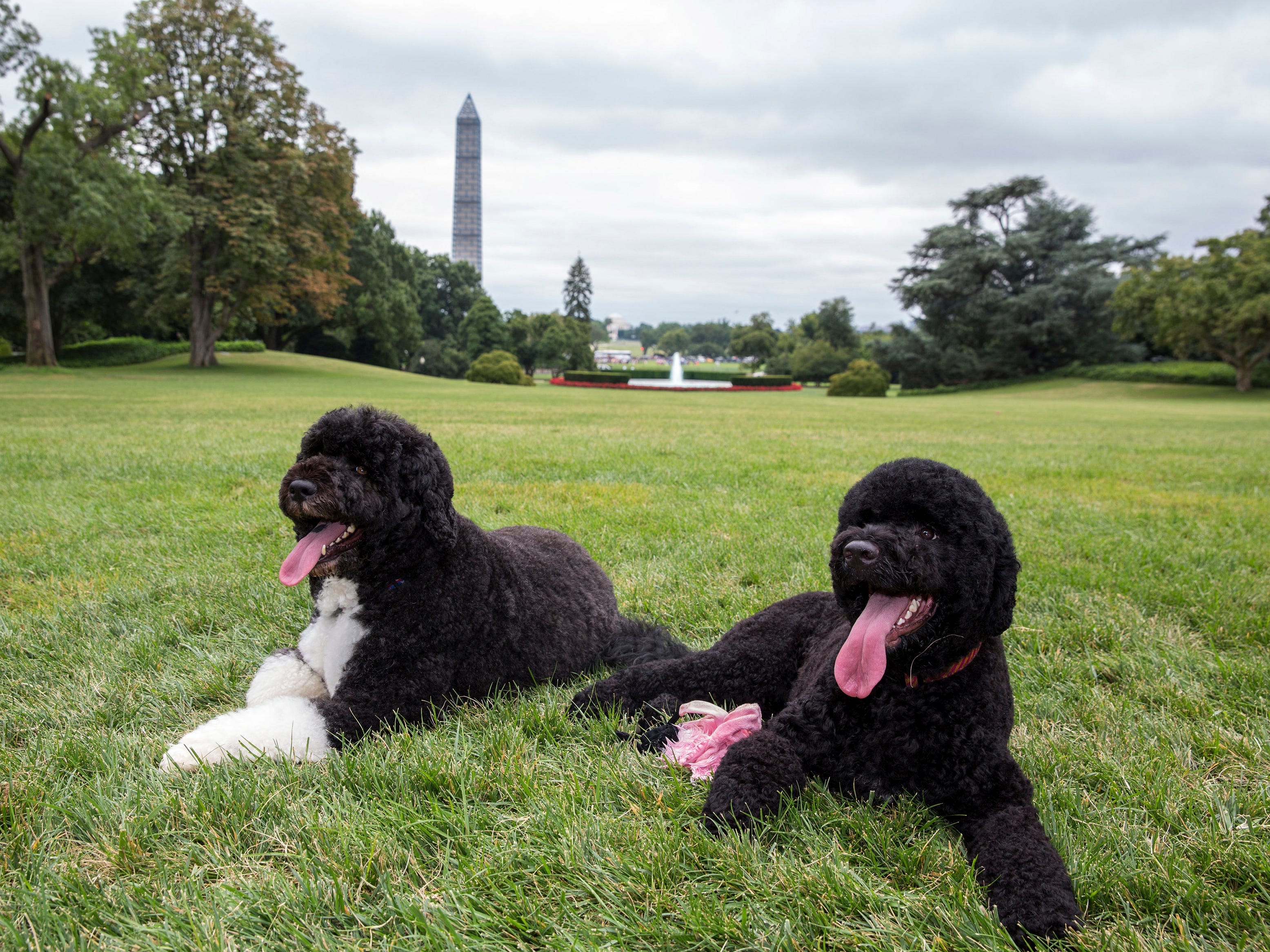 Die Hunde Bo und Sunny der Obamas auf einer Wiese mit dem Washington Monument im Hintergrund