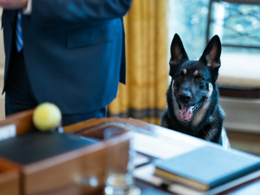 Der deutsche Schäferhund der Bidens, Major, betrachtet einen Tennisball auf dem Resolute Desk