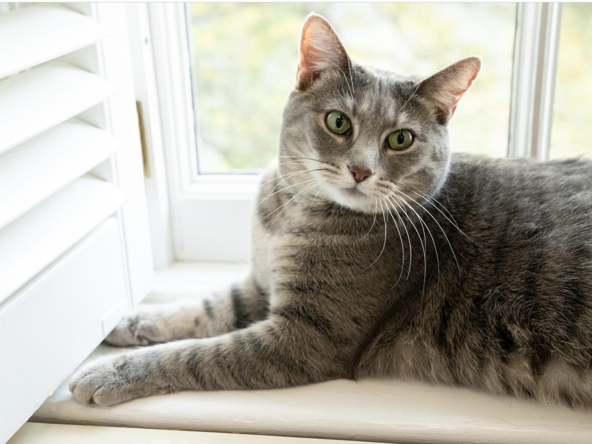 Eine graue getigerte Katze mit grünen Augen sitzt auf einer Fensterbank