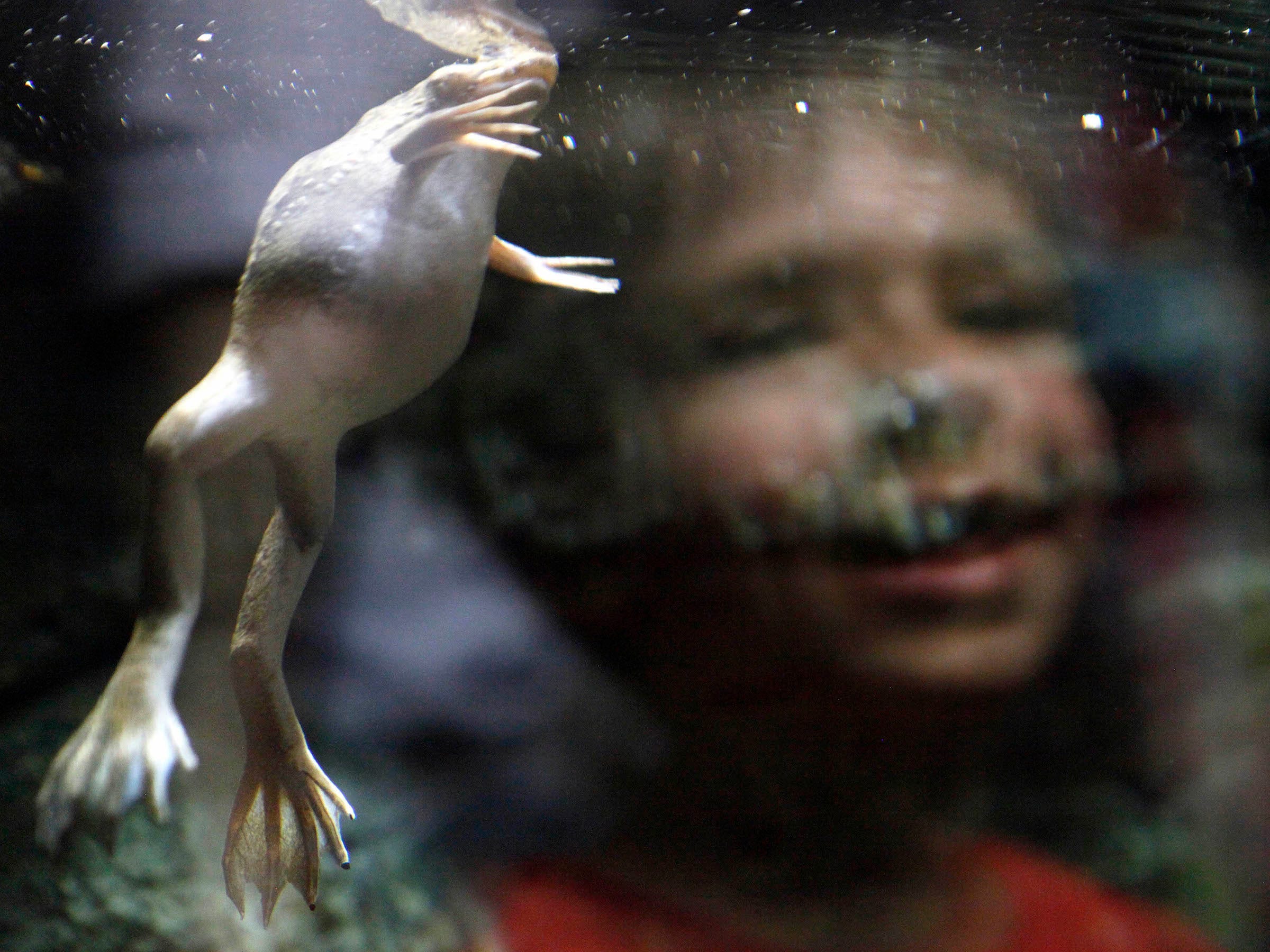 Afrikanischer Krallenfrosch, der im Tank schwimmt, während der kleine Junge zuschaut