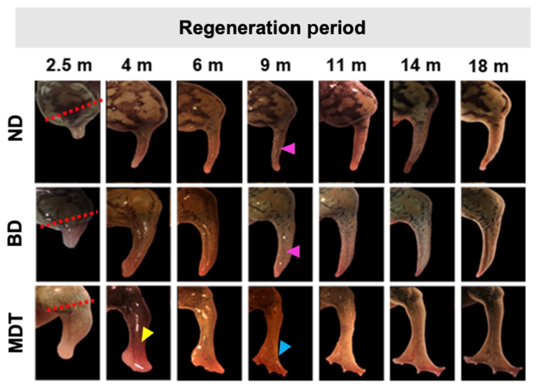 Diagramm, das die Froschbeinamputation zeigt, die über 18 Monate vom Stumpf zum beinähnlichen Glied wächst