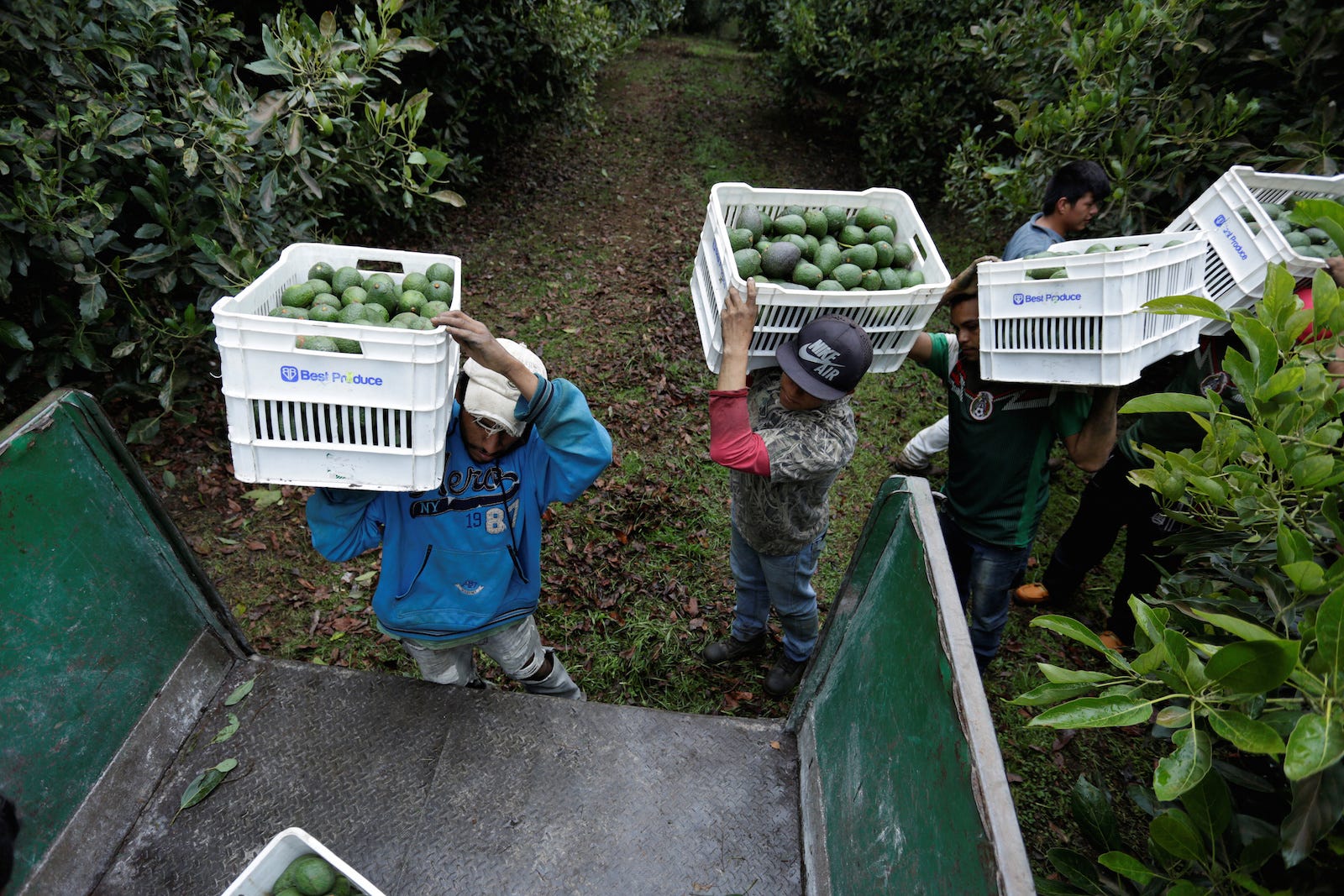Avocado-Bauern Tacambaro Michoacan Mexiko