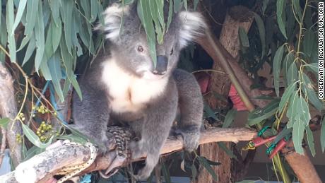 Angebliches „Koala-Massaker“  veranlasst Hunderte von Anklagen wegen Tierquälerei