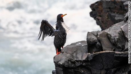 Ein mit Öl bedeckter Vogel nach der Ölpest am 15. Januar in der Nähe von Lima, Peru.