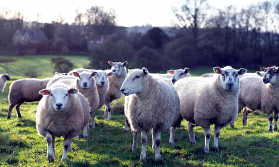 Schafe grasen auf einem Feld in der Nähe des Dorfes Coxwold. 