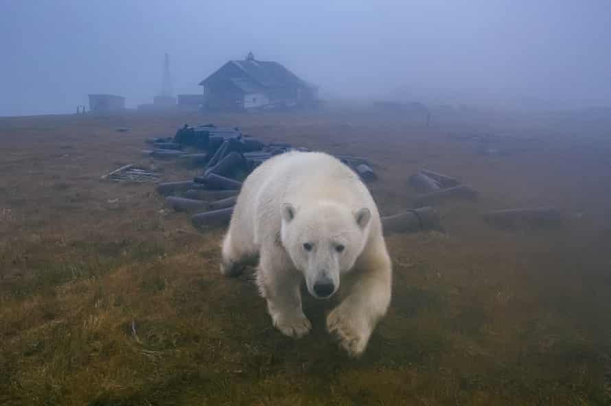 Eisbären, die in einer verlassenen Wetterstation in Kolyuchin leben