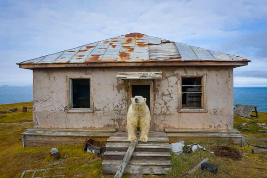 Eisbären, die in einer verlassenen Wetterstation in Kolyuchin leben