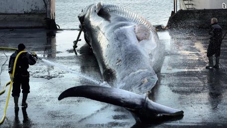 Island beendet den Walfang ab 2024 angesichts von Kontroversen und sinkender Nachfrage