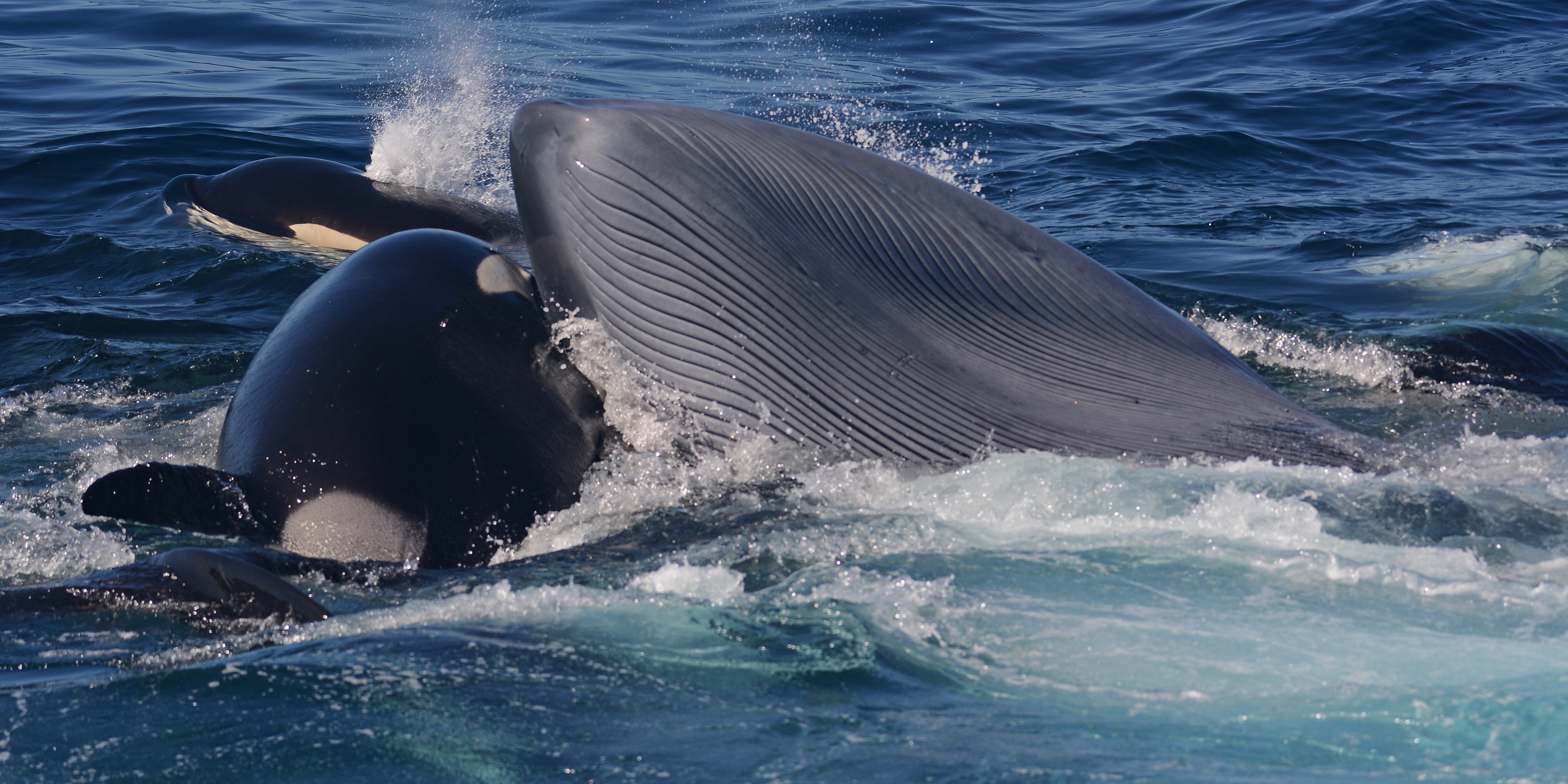Ein Orca springt in das Maul eines Blauwals, um dessen Zunge zu fressen.