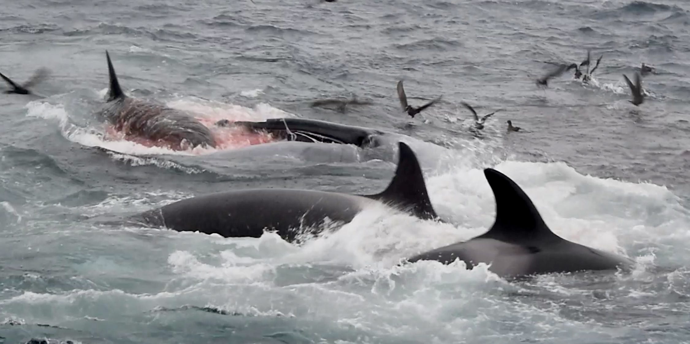 Zwei Orcas und einen Blauwal hatten sie gerade getötet.