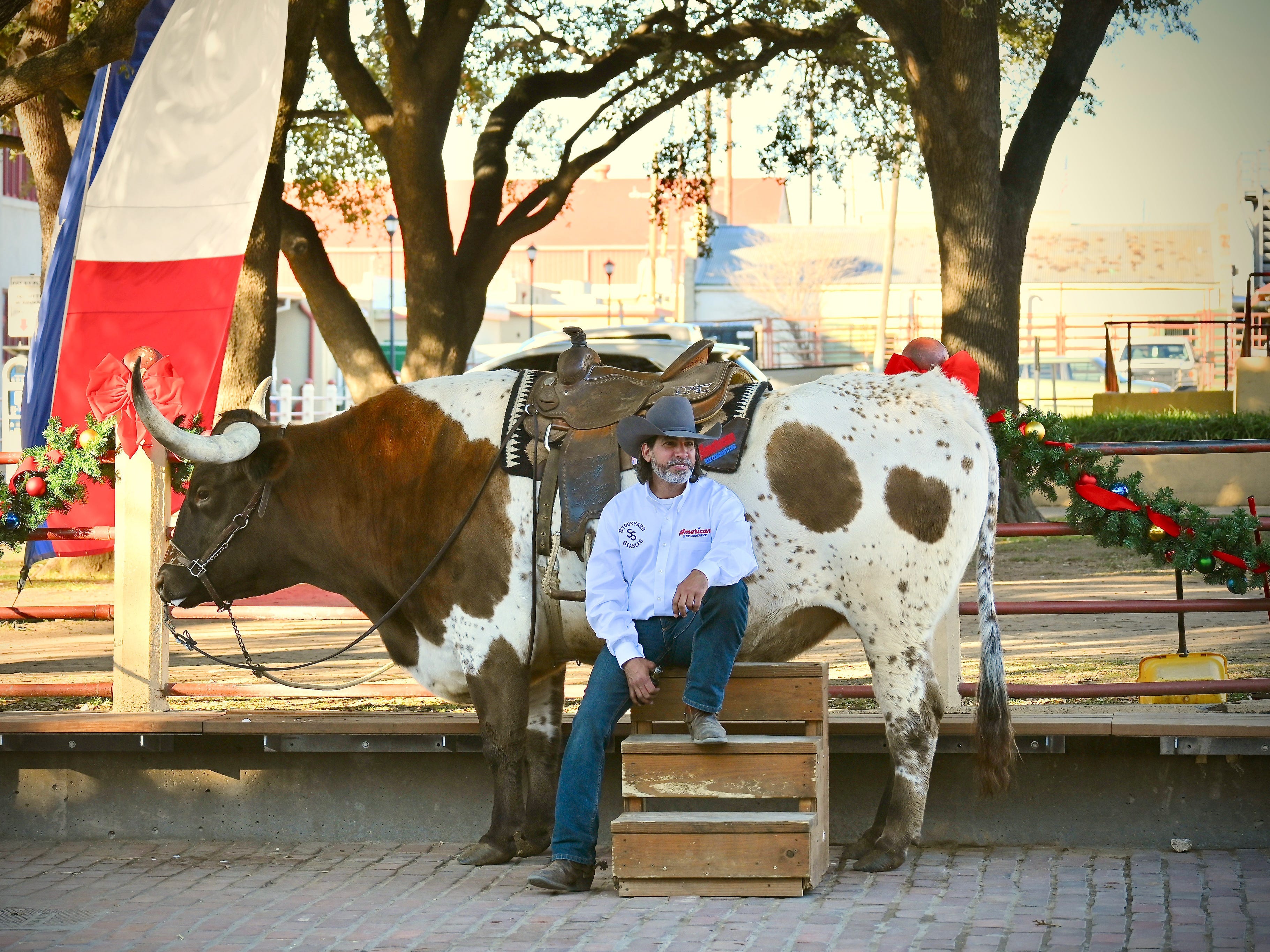 Ein Viehtreiber, sitzend, posiert für ein Foto vor einem Ochsen.