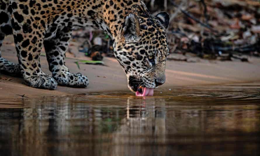Ein Jaguar trinkt Wasser in Porto Jofre, Brasilien.