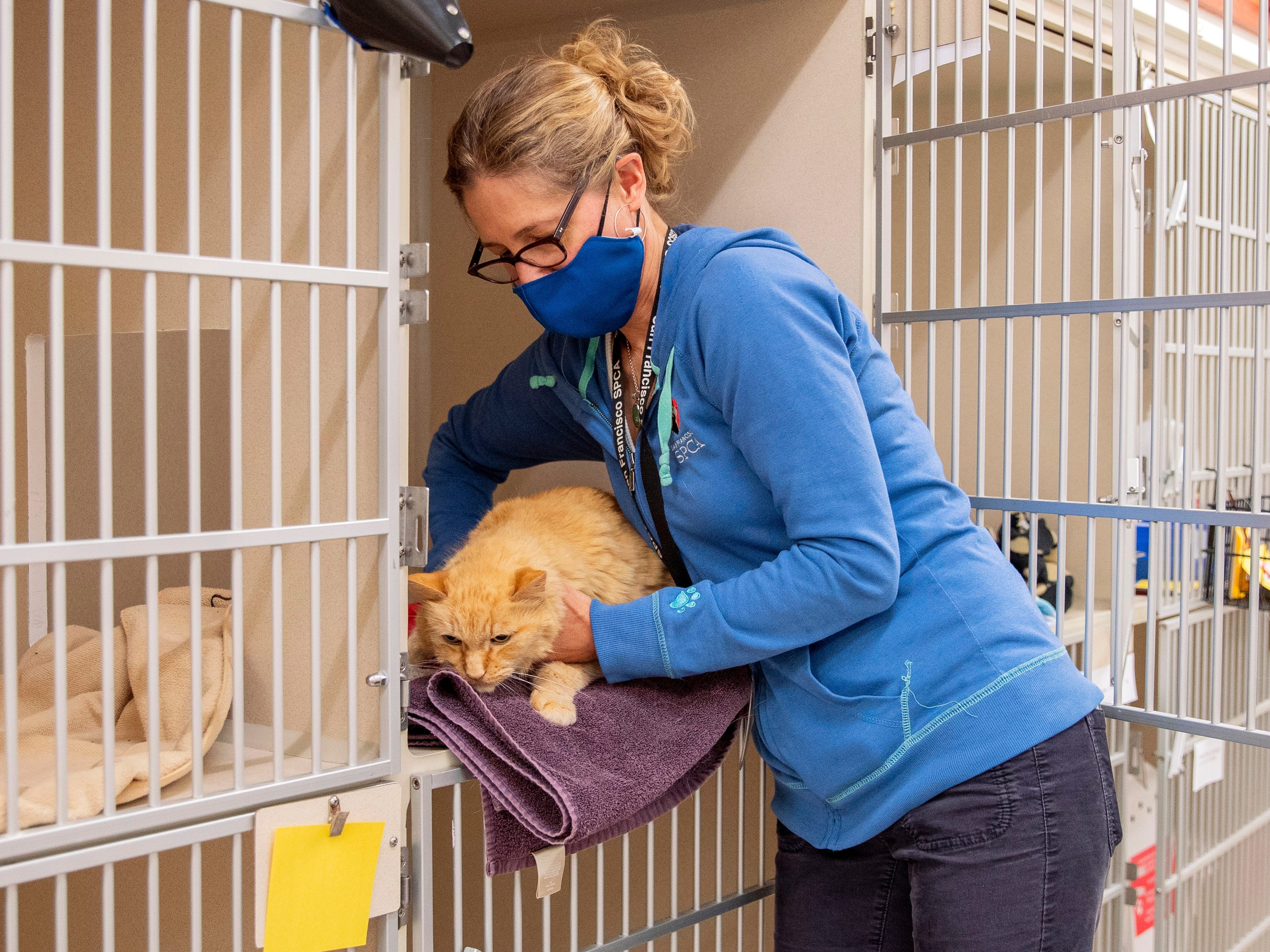 Ein ASPCA-Tierarzt holt eine Katze in einem Tierheim ab.