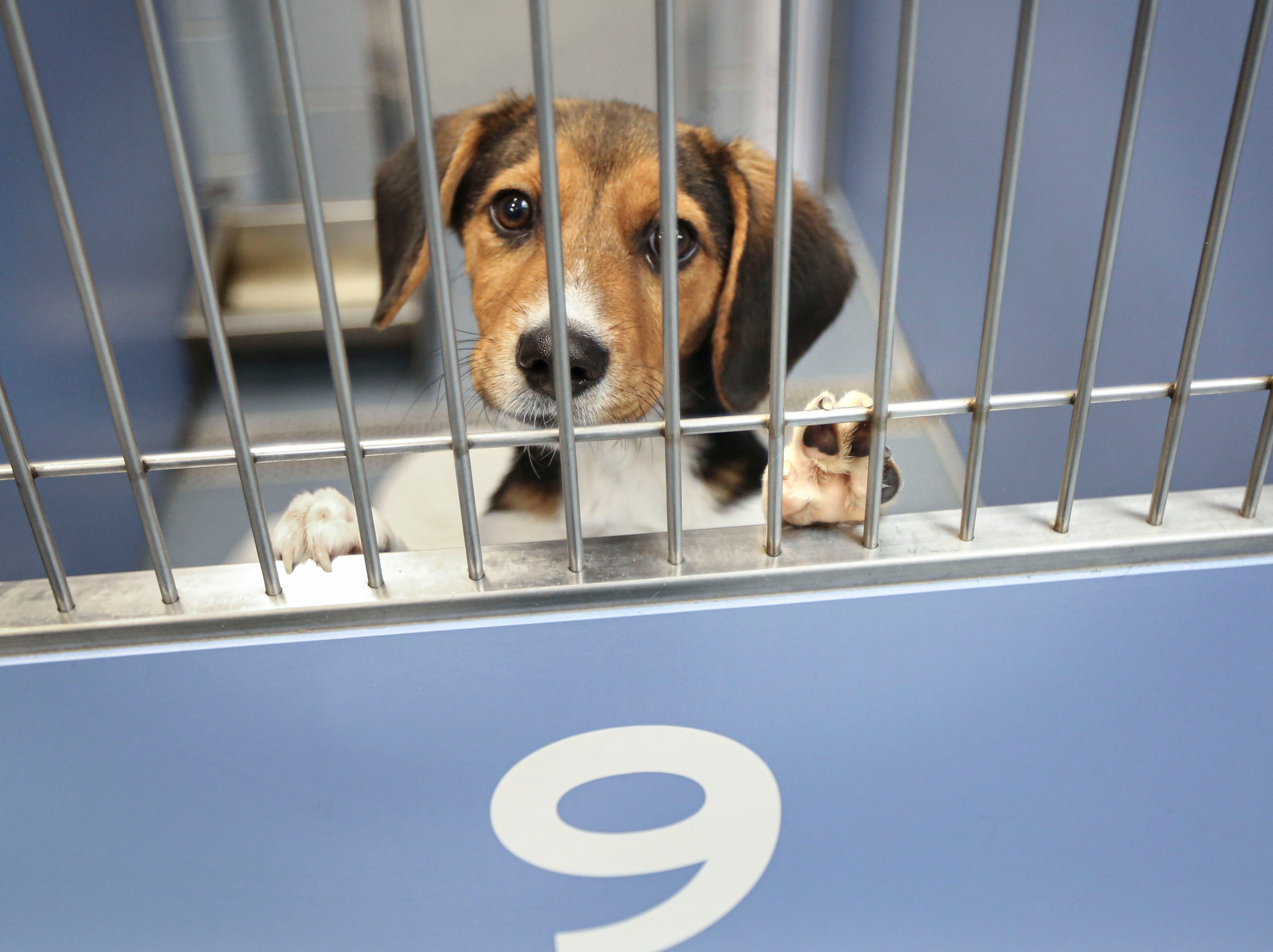Ein Beagle in einem Tierheim in Central Islip, New York