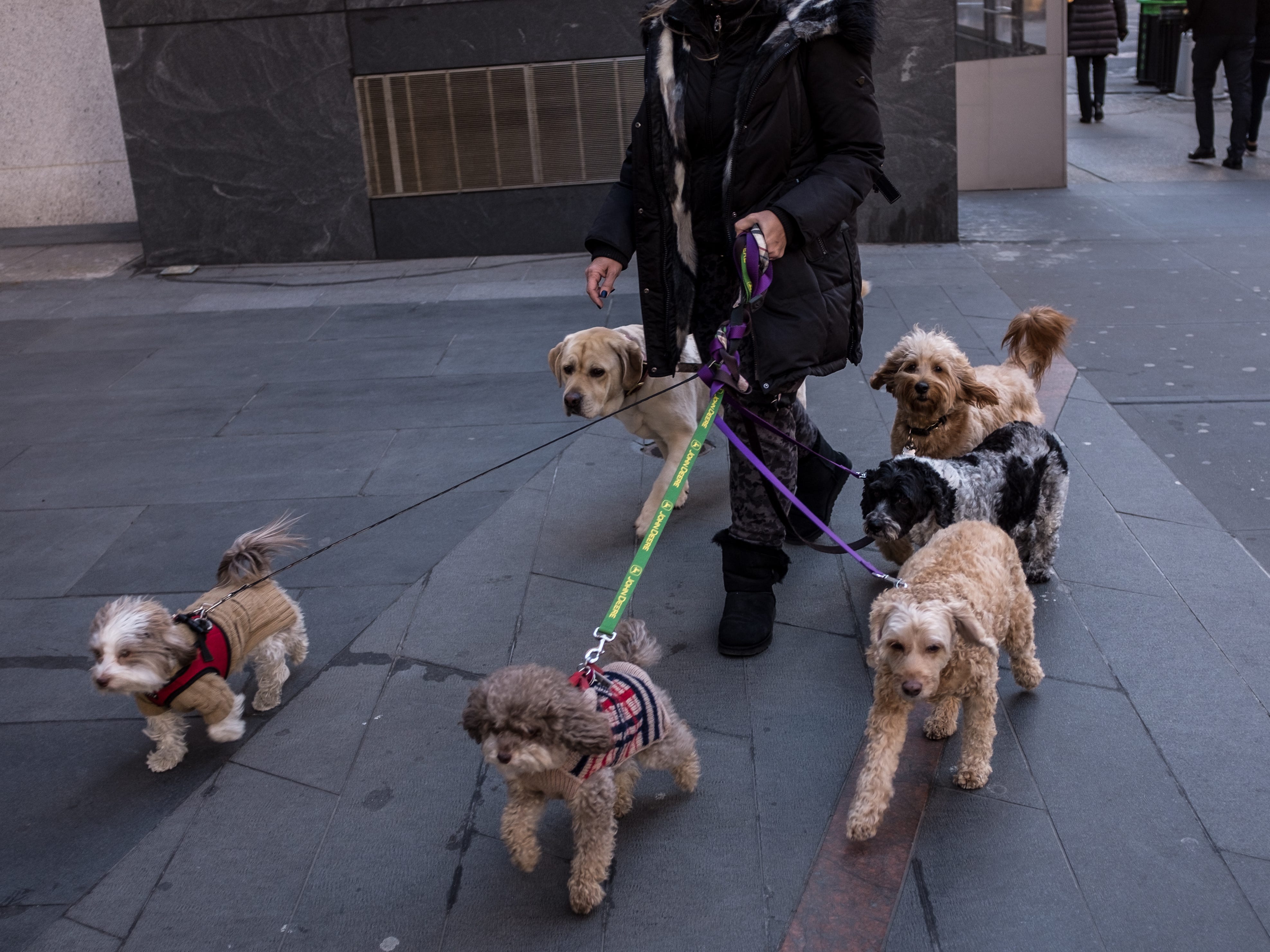 Hundespaziergang in New York