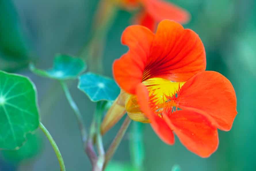 Kapuzinerkresse Nahaufnahme einer scharlachroten orangefarbenen Blume mit gelbem Hals und einigen Blättern